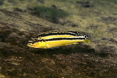 Melanochromis auratus 'Mbenji Island'